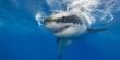‘Semana de los Tiburones’: UA se suma a programa internacional sobre imporancia de escualos en biodiversidad