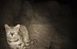 Avistan  gatos andinos y colocolos en la Reserva de Puritama: investigadores inician monitoreo permanente
