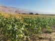 Bajas temperaturas retrasan producción agrícola en Arica y Parinacota