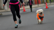 Collipulli invita a participar mañana en la primera versión de su gran corrida con mascotas