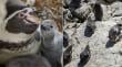 Pareja de pingüinos de Humboldt fue avistada apareándose en Algarrobo