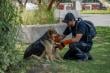 Minera Antucoya: 200 animales comunitarios recibirán atención veterinaria en María Elena