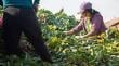 Advierten daños en la fruta a causa de las altas temperaturas de fin de año en Ñuble