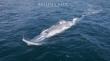 [VIDEO] Registran sorprendente avistamiento de una ballena azul en la costa de Antofagasta