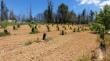 Pequeños agricultores del Biobío y Ñuble afectados por incendios forestales restauran sus predios con sistemas agroforestales