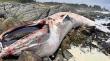 Una ballena de más de 16 metros varó en playa de Isla Negra