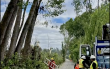 CGE avanza en despeje de áreas críticas en La Araucanía para temporada de verano