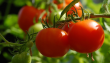 Investigación busca una producción más sustentable en el cultivo de tomates