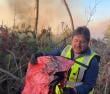 Alcalde de Galvarino denunció hallazgo de sacos con líquido acelerante en  incendio forestal