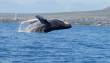 Día de las ballenas: Chile encabeza las muertes de cetáceos por colisiones con barcos