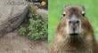 [VIDEO] “La inocencia”: niño confunde rata con capibara en San Antonio y conquista las redes