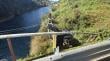 Familia argentina sufre accidente fatal en la ruta Los Lagos-Panguipulli: falleció una niña de 12 años de edad