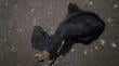 Municipio de Puerto Montt se querelló por casos de faenamiento de perros