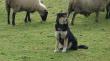 San Juan de la Costa: impulsan iniciativa para proteger el ganado ovino con perros mestizos criados con ovejas
