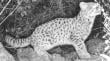 Aumentan los casos de fauna nativa atropellada en provincia de San Antonio