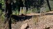 Ñuble: Conaf proyecta reforestar 200 hectáreas este año en zonas afectadas por incendios