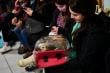 Valdivia: más de 2 mil mascotas han sido esterilizadas este año a través de un programa de la Subdere que ejecuta el municipio