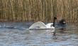 Lobos marinos vuelven a atacar a cisnes en en Santuario de la Naturaleza del Río Cruces
