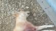 Agrupación Patitas Sueltas de Taltal denuncia brutal ataque a perrita en situación de abandono
