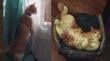 [VIDEO] “Le salvó la vida”: gato se escapó de su casa en Renca y fue encontrado en Quilpué