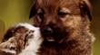 Este domingo realizarán en Puerto Montt una jornada de adopción de cachorros