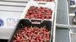 Advierten merma en retorno de exportaciones de cerezas de Ñuble