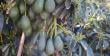 Temporada histórica: producción de palta chilena alcanza su mayor nivel en una década
