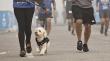 Este domingo se realizará una nueva Corrida Dog Lover en Quilpué: no se necesita inscripción previa