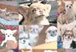 Seis perros chihuahuas fueron robados desde una casa en Copiapó