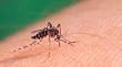 Seremi de Salud de Tarapacá detecta ejemplar de zancudo que transmite el dengue en el norte de Iquique