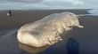 Pescadores encontraron a cachalote varado en playa de Cañete