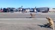 Vecinos de Chanavayita protestan en Ruta- 1 por desaparición de hombre iquiqueño
