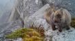 [VIDEO] Inédito registro en Cochamó reveló presencia de una colonia de Vizcachas de la Patagonia