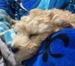 No paran casos de maltrato animal en Calama: perro murió tras recibir escopetazo