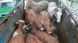 Carabineros detuvo en San Fabián a sujetos que trasladaban animales sin acreditación