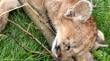 Osorno: hallan puma muerto en cercanías de la ruta al mar
