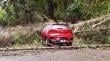 Árbol cayó sobre auto en Chamiza en medio de intenso temporal en Puerto Montt