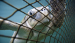 Cinco especies al borde: tortugas marinas enfrentan crisis en Chile