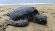 Varamientos de tortugas marinas en Chile ya suman la mitad del total de 2024
