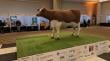 Osorno: este viernes parte evento de la “Vaca de chocolate más grande del mundo”