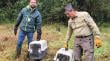 Zorros chilla rehabilitados fueron liberados en el Parque Nacional Puyehue