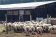 Gendarmería adiestrará perros para protección ovina en CET de Vilcún