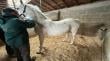 SAG detecta casos de anemia infecciosa equina en cuatro animales de La Araucanía