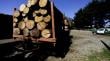 Detienen a sujetos por robo de madera en predio de Ercilla