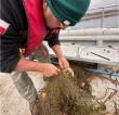 Encontraron red de pesca ilegal en el Santuario de la Naturaleza Río Cruces y Chorocamayo