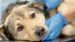 Invierno: estas son las enfermedades que más aquejan a las mascotas