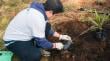 Comenzó proceso de reforestación en Viña con plantas donadas en la Gala del Festival