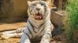 Tras una falla renal aplican eutanasia a tigresa Michelle en el Zoológico de Quilpué
