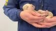 Rescatan a nueve cachorros en Osorno tras denuncia por maltrato animal