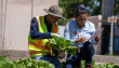 Estudiantes de Pica producen y venden hortalizas frescas para mercado regional